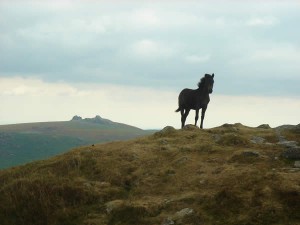 Dartmoor Pony